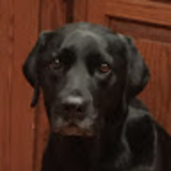 Meet your Posher, Cady - Picture 1 of 1